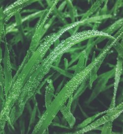 Close-up of water drops on green leaves