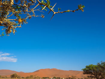 Low angle view of trees against clear blue sky