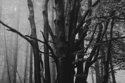 Low angle view of trees in forest