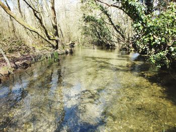 Reflection of trees in river