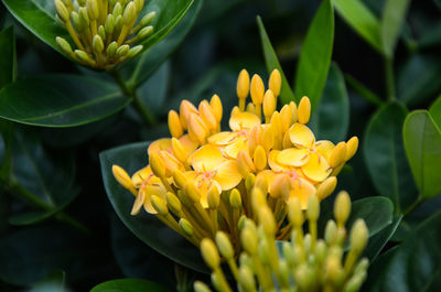 Close-up of yellow flowers blooming outdoors