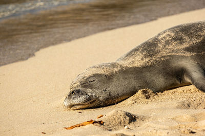 High angle view of seal on beach