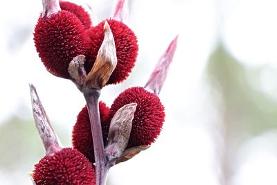 Close-up of red flower against sky