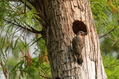 Northern flicker colaptes auratus at the entrance of its nest in a pine tree in naples, florida