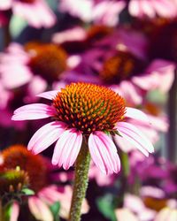 Close-up of pink flower