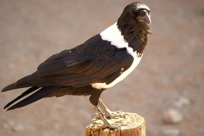 Close-up of owl perching outdoors