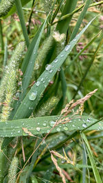 Close-up of wet plant during rainy season