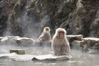 Monkey sitting on rock