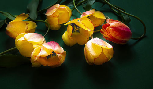 Close-up of red flower