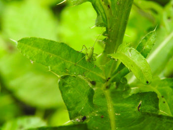 Close-up of raindrops on leaves