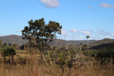 Trees on landscape against sky