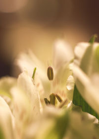 Macro shot of flowers