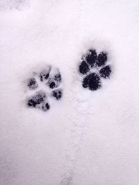 High angle view of snow on leaf during winter