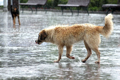 Full length of wet dog on water