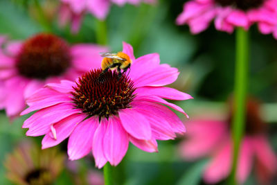 Close-up of bee pollinating on pink flower