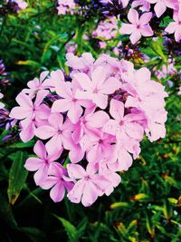 Close-up of pink flowers blooming outdoors