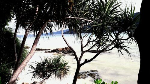 Palm trees on beach against sky