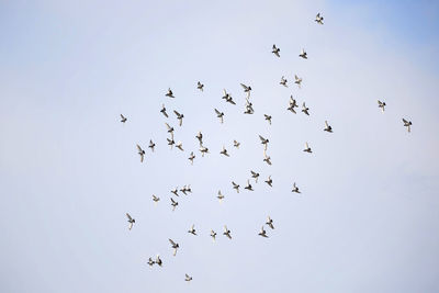 Flock of pigeons flying on sky