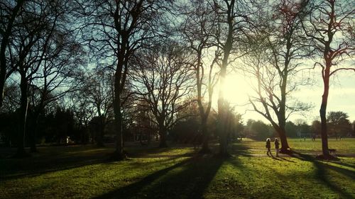 Trees on grass against sky