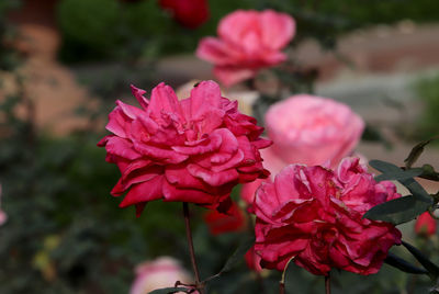 Close-up of pink rose