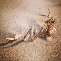 Close-up of dead animal