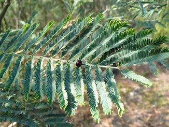 Close-up of caterpillar on plant