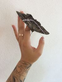 Close-up of hand of woman with butterfly against wall