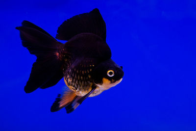 Close-up of fish swimming in sea