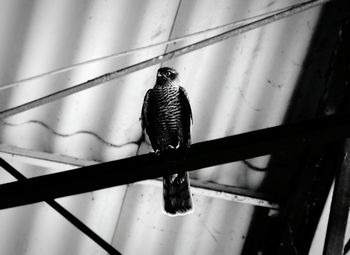 Close-up of bird perching on wall
