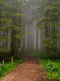 Trees in forest