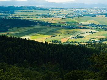 High angle view of trees on field