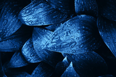 Full frame shot of raindrops on leaves