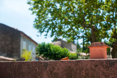 Bird on retaining wall against building