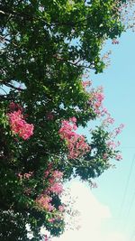 Low angle view of pink flowers