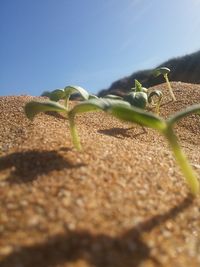 Close-up of seedlings growing on sandy field against clear blue sky