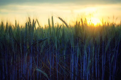 Close-up of wheat field against sky during sunset