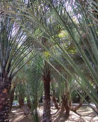 Close-up of palm trees in forest