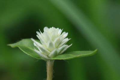 Close-up of white flowering plant