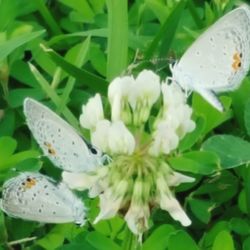 Close-up of butterfly on plant