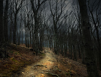 Bare trees in forest