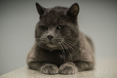 Close-up portrait of cat