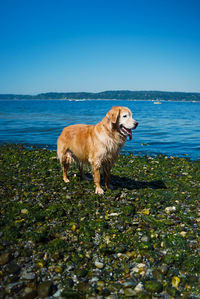 Dogs on beach