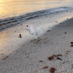 View of seagulls on beach