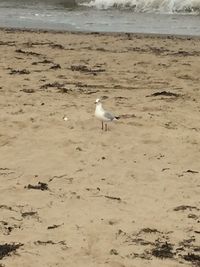 Birds perching on sand at beach