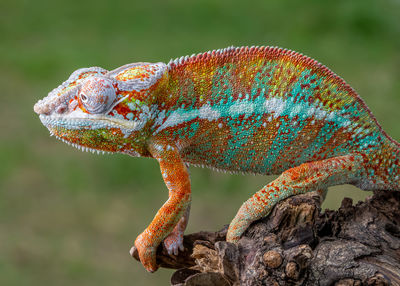 Close-up of lizard