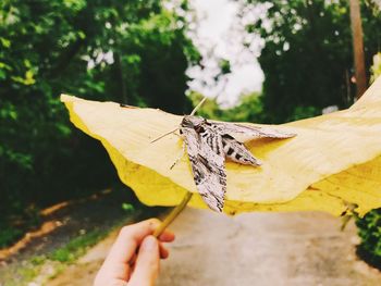 Close-up of butterfly on hand holding leaf