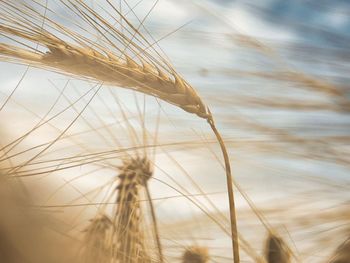 Close-up of wheat growing on field