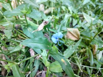 High angle view of insect on plant