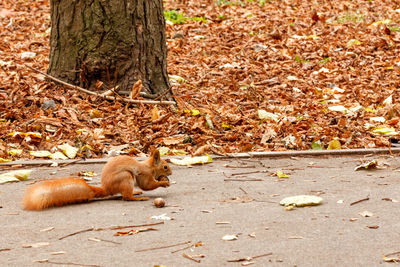 A small orange squirrel nibbles a walnut in the fall on an asphalt path.