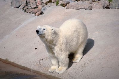 High angle view of white animal